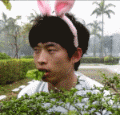 qq表情图片兔子吃草