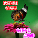 qq表情图片我是蝴蝶你是花